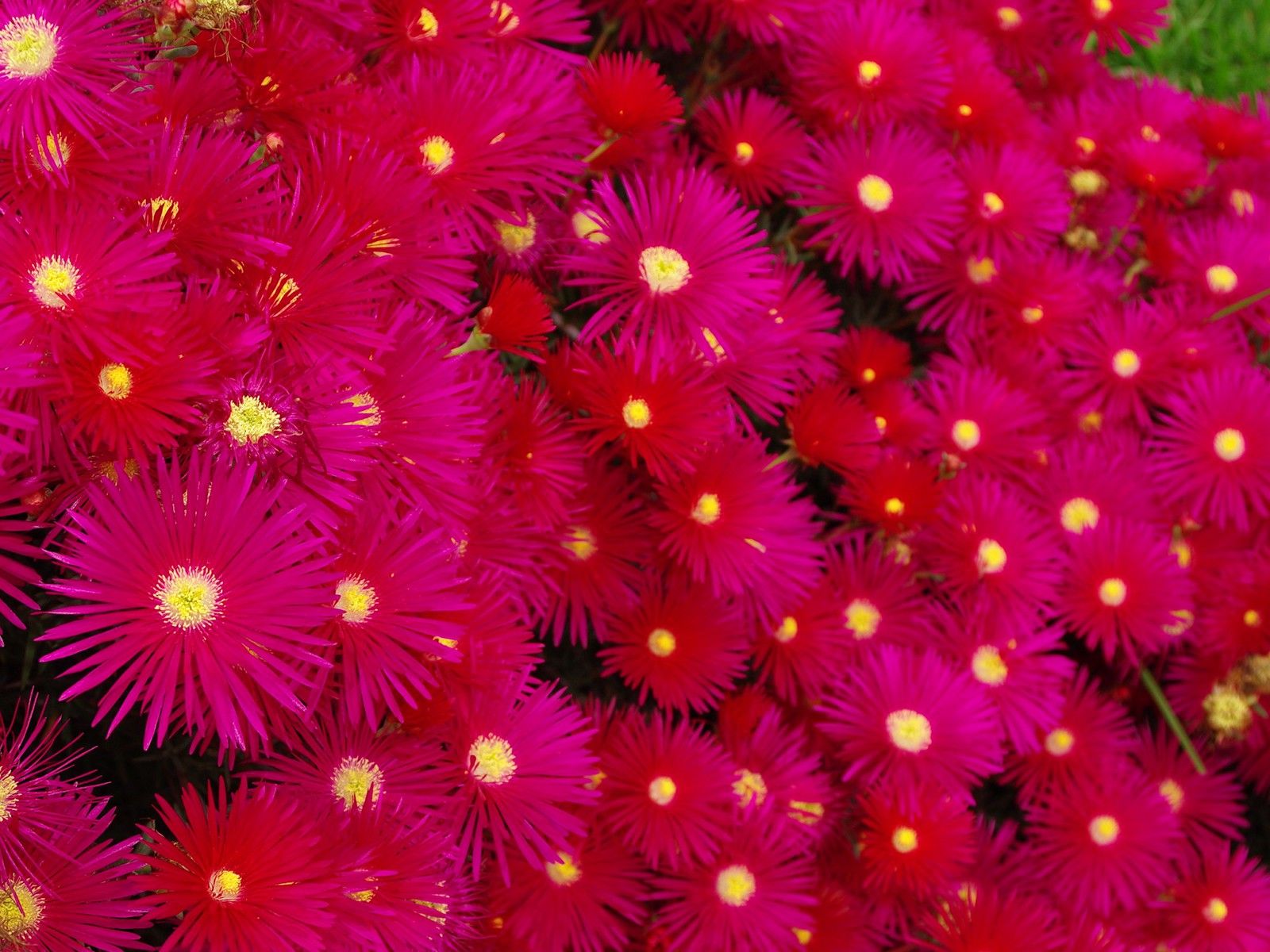 Bright Pink Flowers Pictures wallpaper | 1600x1200 | #22665