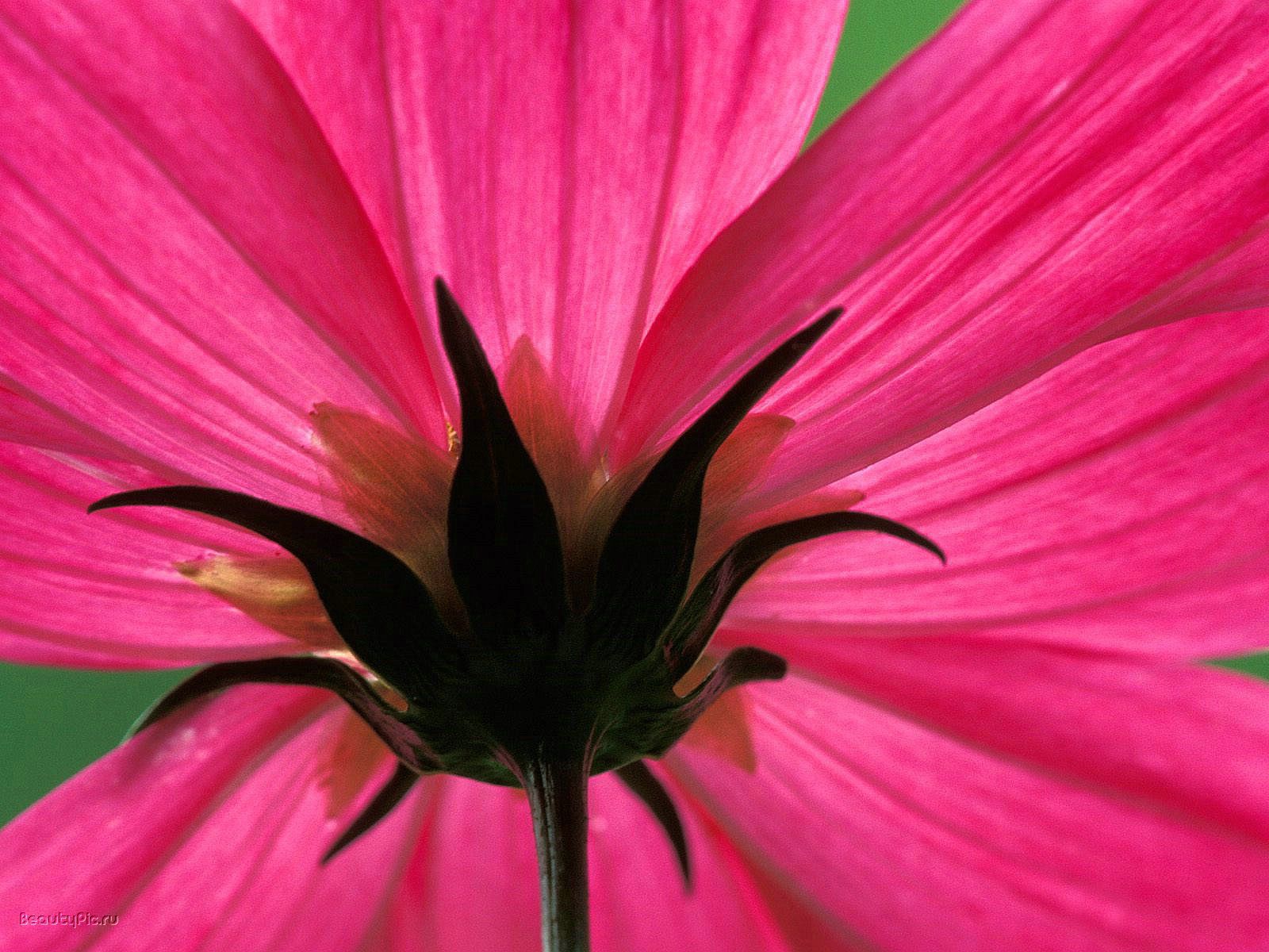 Hot Pink Flower widescreen wallpaper | Wide-Wallpapers.NET