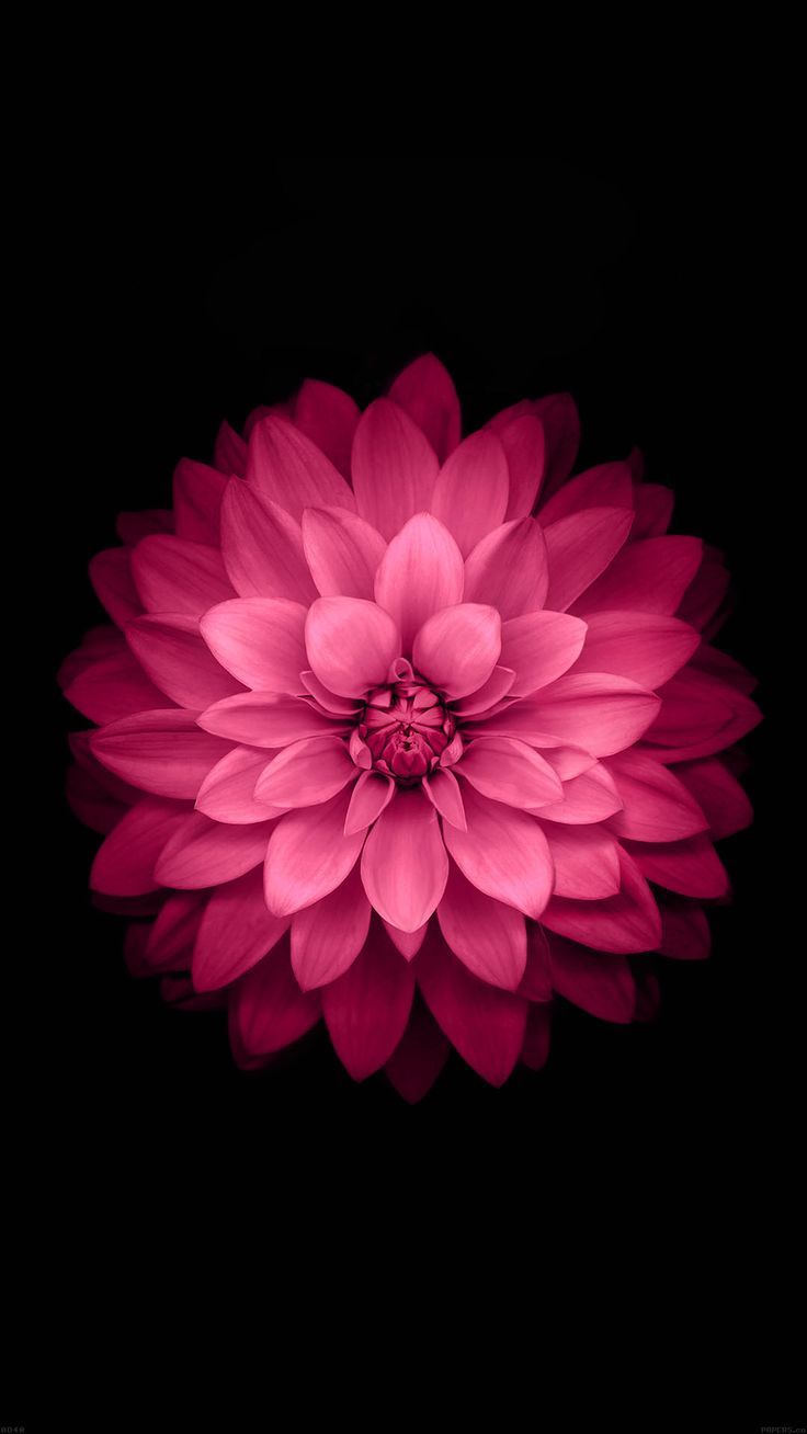 PINK FLOWER ON BLACK IPHONE WALLPAPER BACKGROUND | IPHONE ...