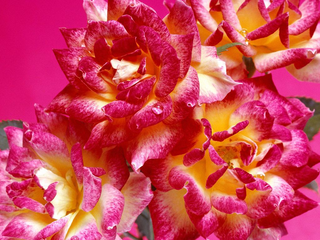 Bright Pink Flowers wallpaper | 1024x768 | #66322