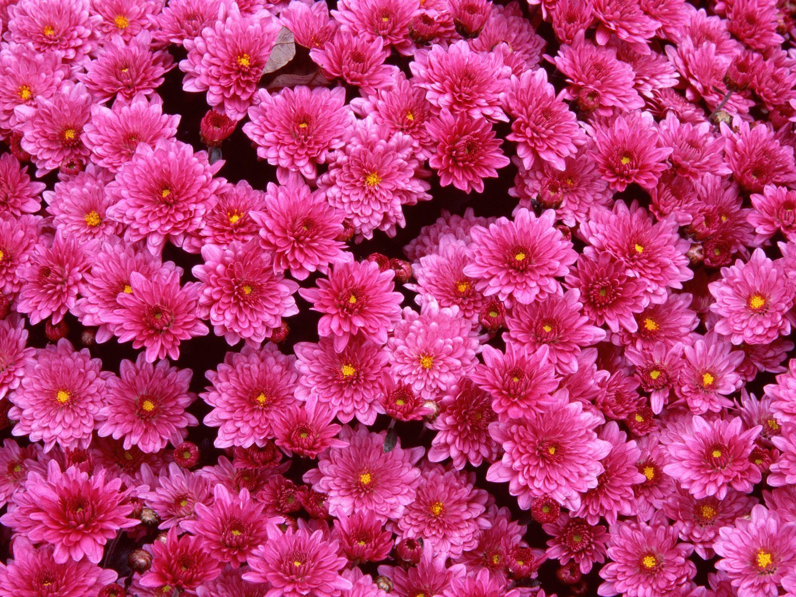 everett piccolo: Macro flower wallpaper
