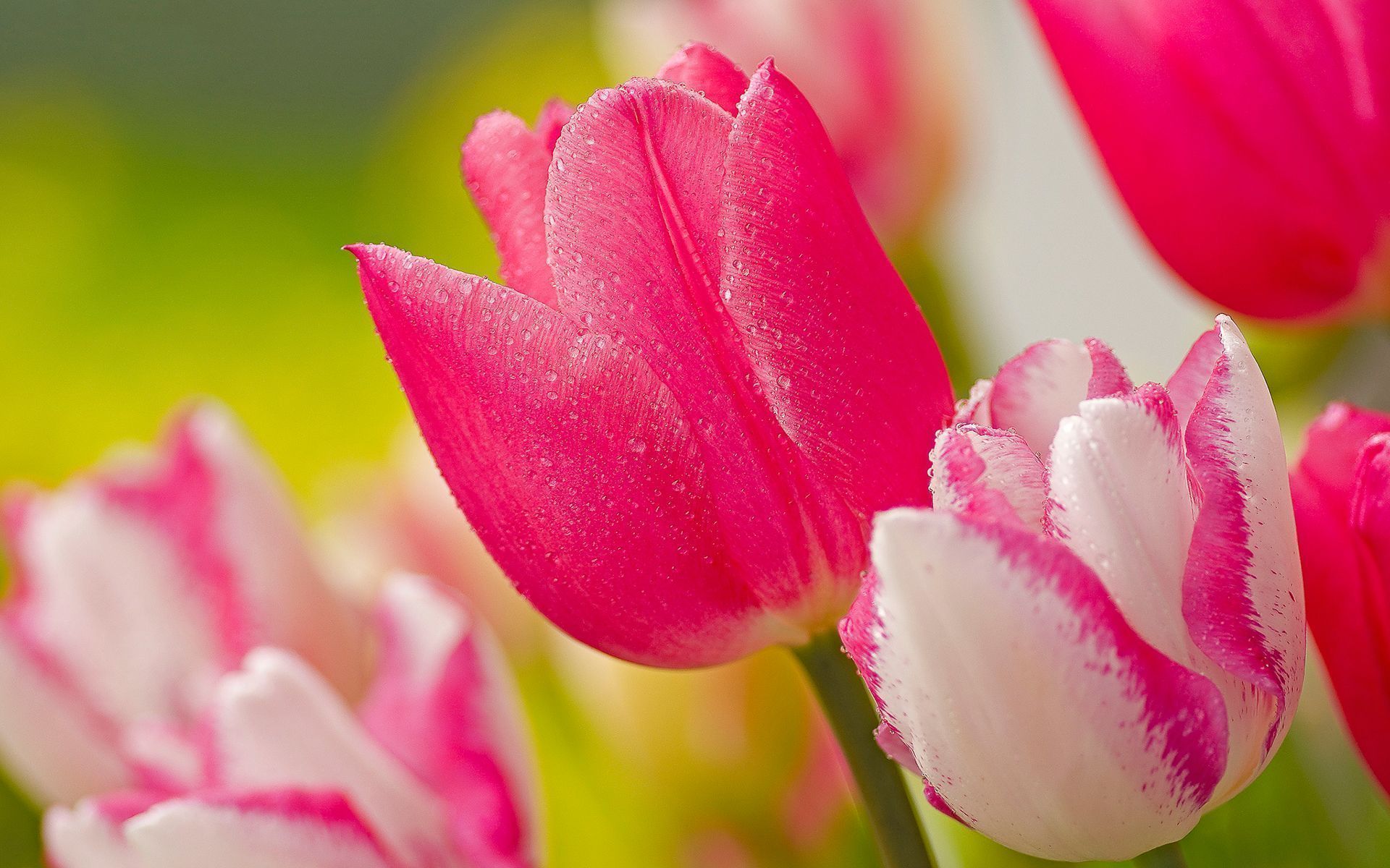 Tulip Flowers Wallpaper | Wallpapers, Backgrounds, Images, Art Photos.