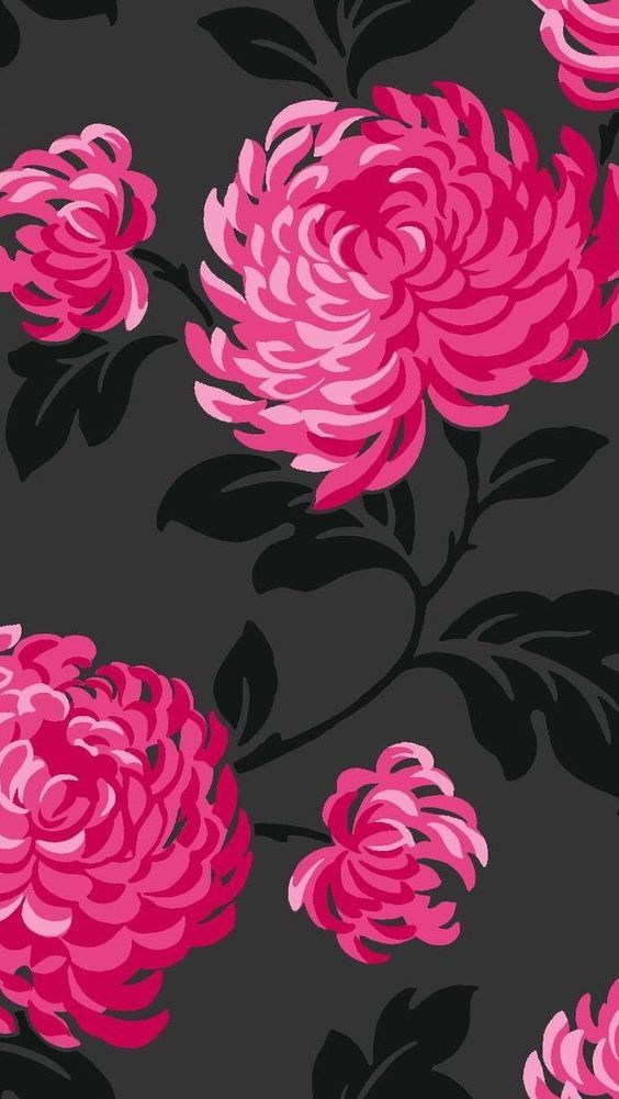 Flowers black hot pink fuschia | Backgrounds & Still Images ...