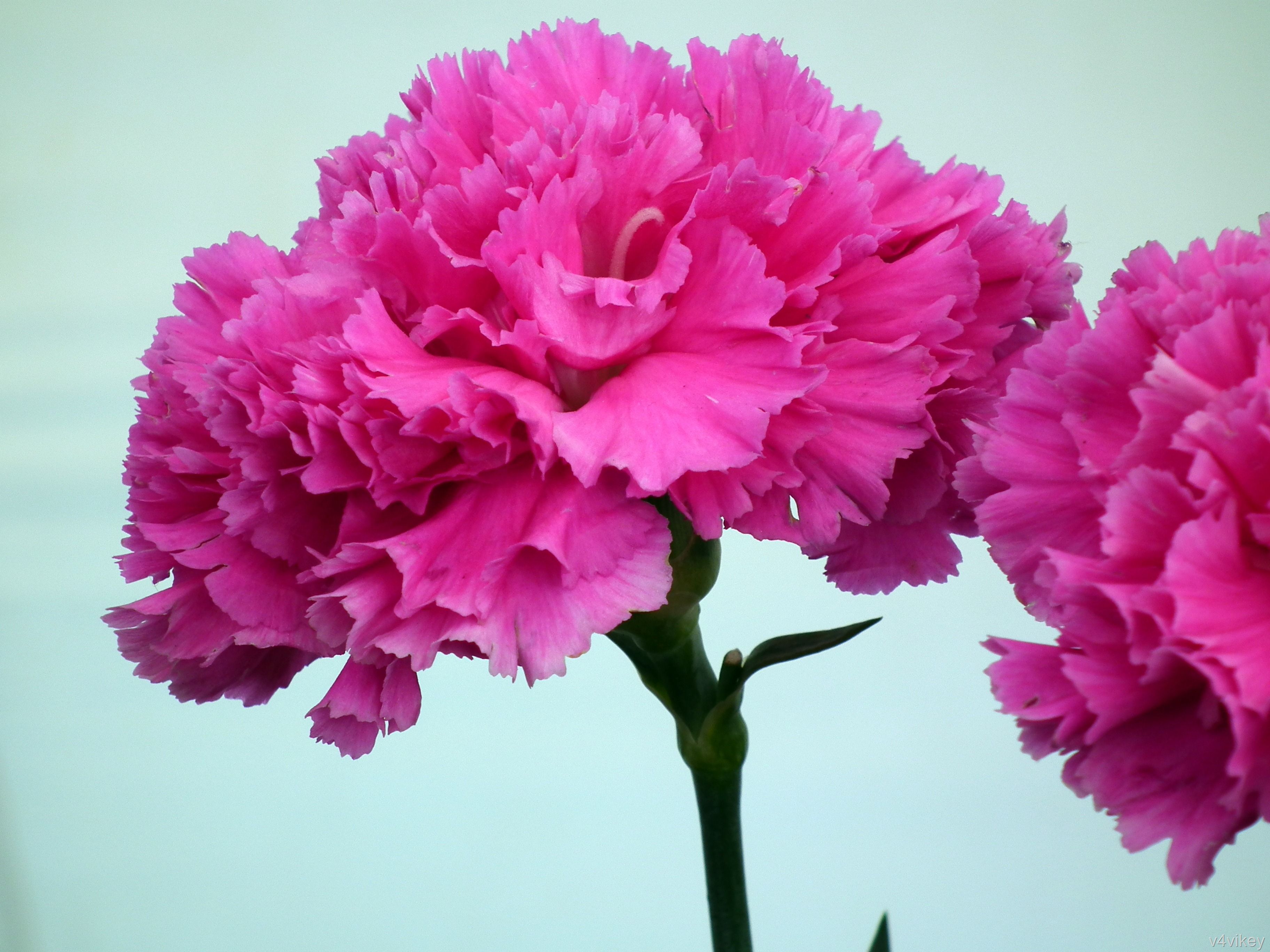 Hot Pink Carnation Flower | Wallpaper Tadka
