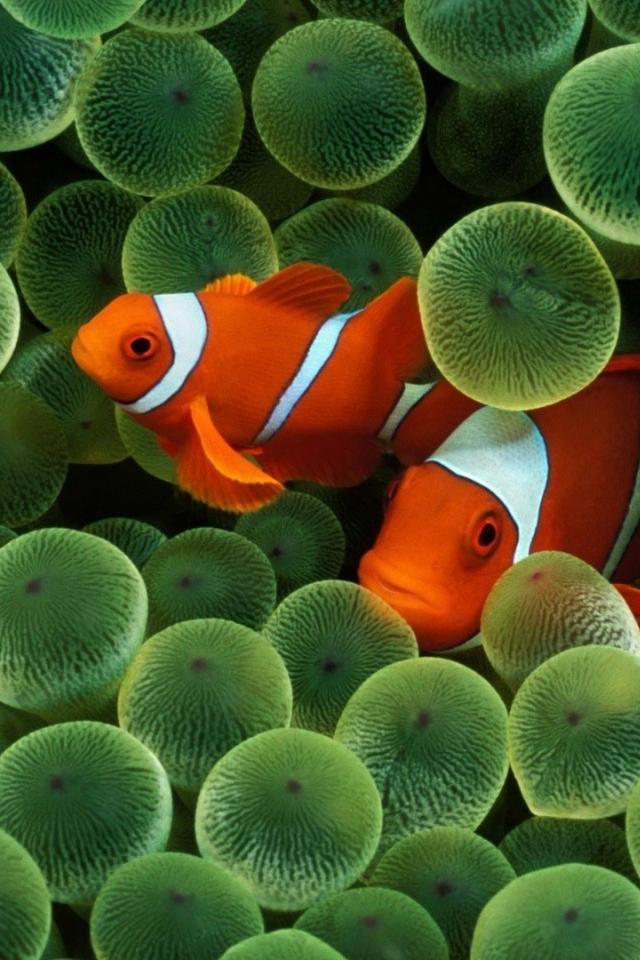 Animals clownfish fish sea anemones wallpaper 55237