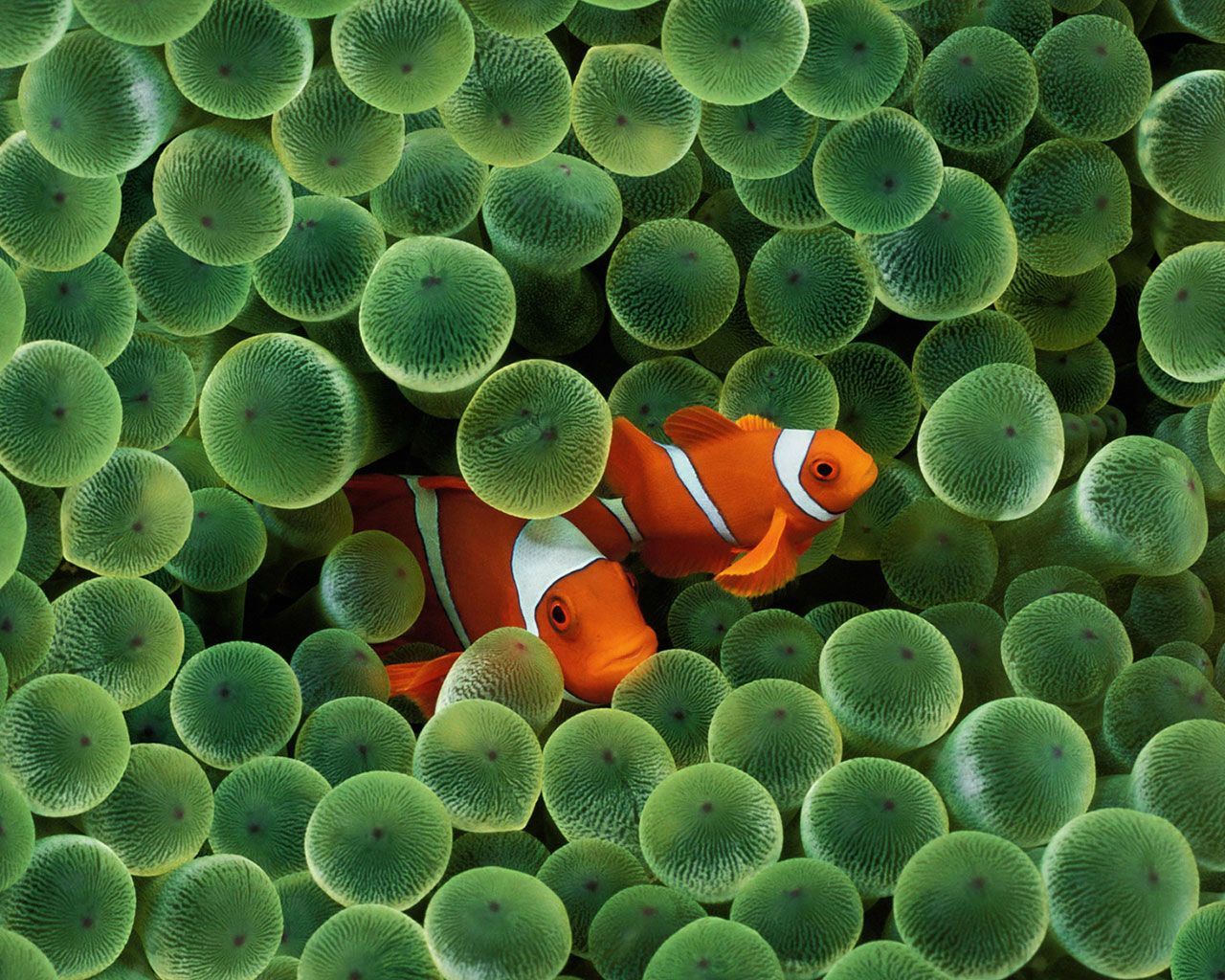 Clownfish Backgrounds - Wallpaper Cave