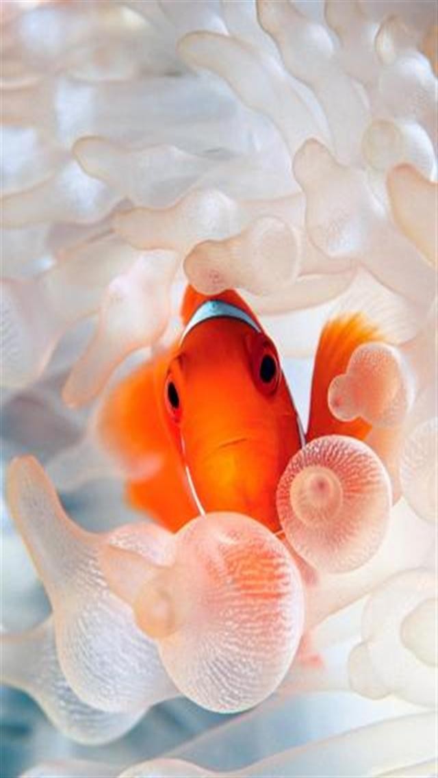 Clownfish Closeup Animal iPhone Wallpapers, iPhone 5s / 4s / 3G