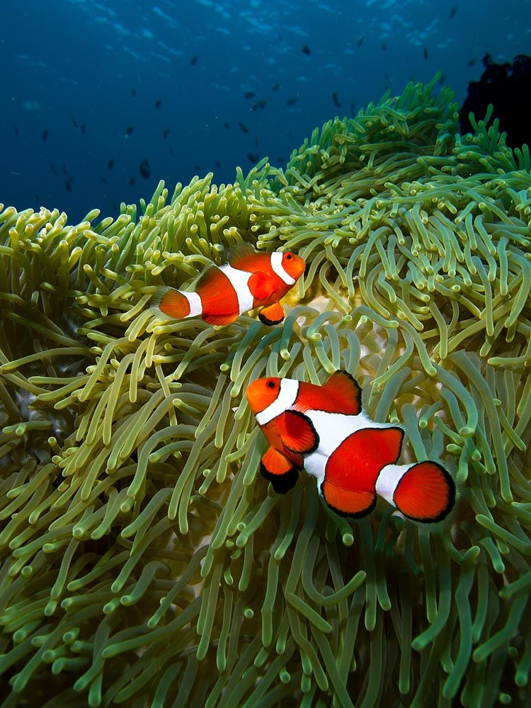Clown Fish Photo Gallery: Underwater at Apo Island - Travel ...