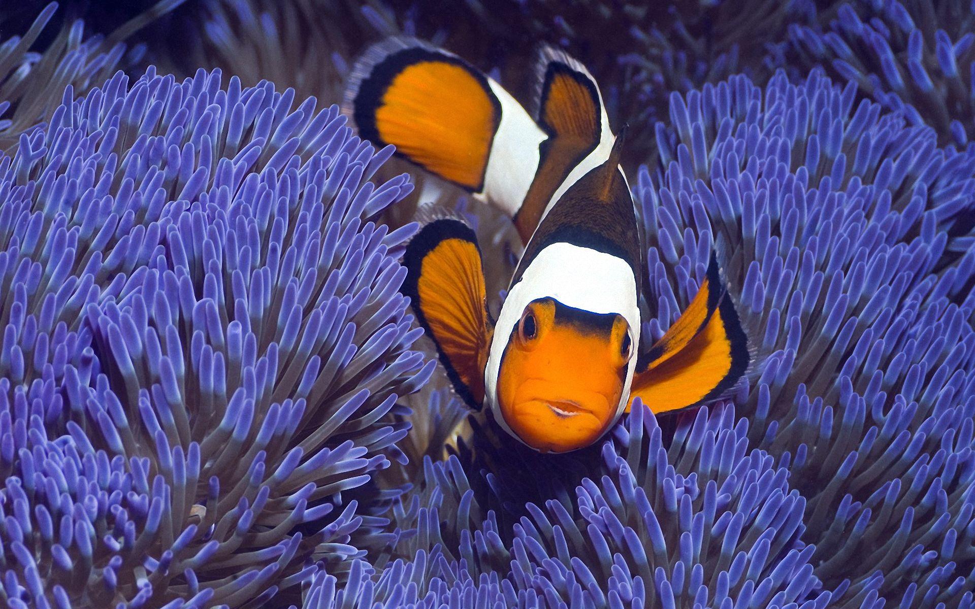 Wallpaper Clown Fish And Anemone - 1920 x 1200 - Animals Pets