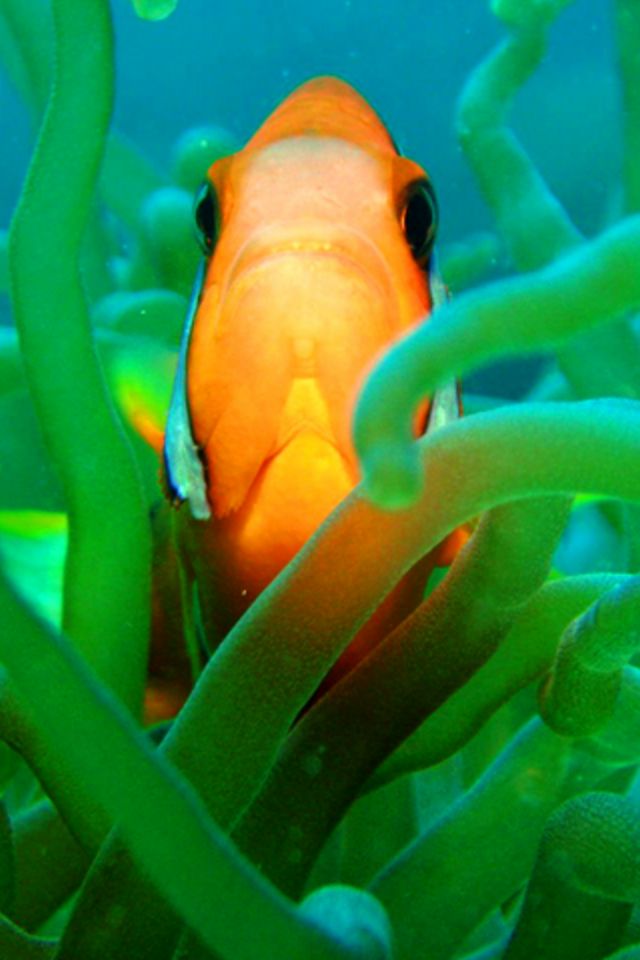 THE CLOWNFISH – tank-raised or wild? - Pet Attack