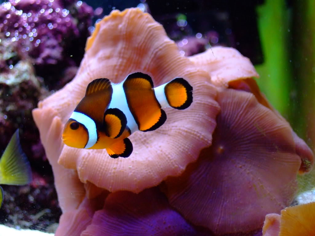 Clown fish Wallpapers Animals Library
