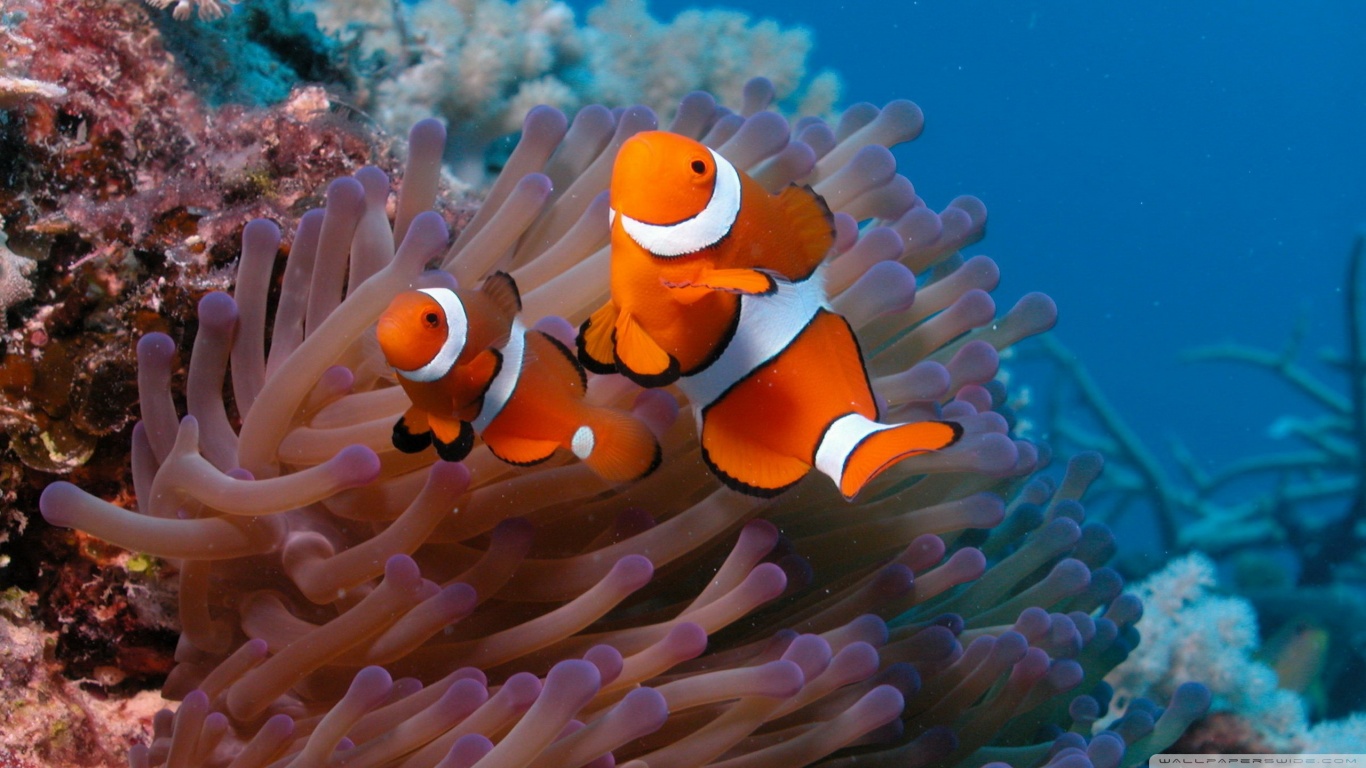 Clownfish And Sea Anemone HD desktop wallpaper : High Definition ...