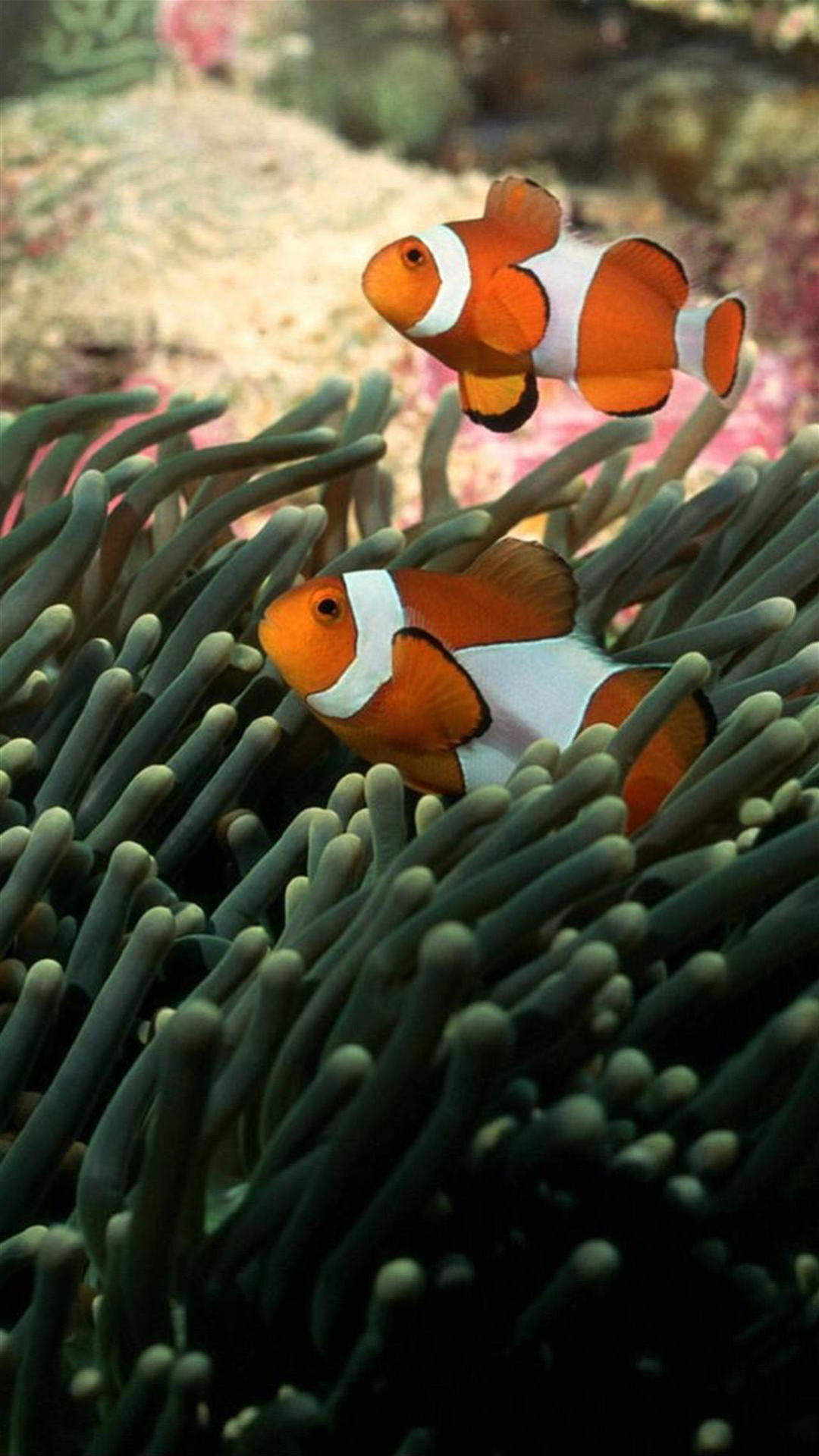 Clownfish 02 Galaxy Note 3 Wallpapers, HD, Note Wallpapers, Galaxy ...