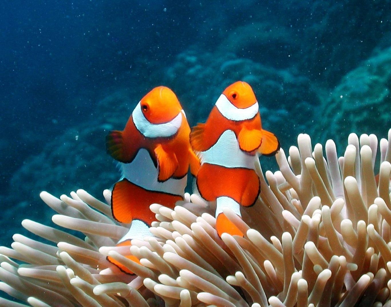 Clown Fish Anemone Ocean Water Life Animal Salt Warm Tropical ...