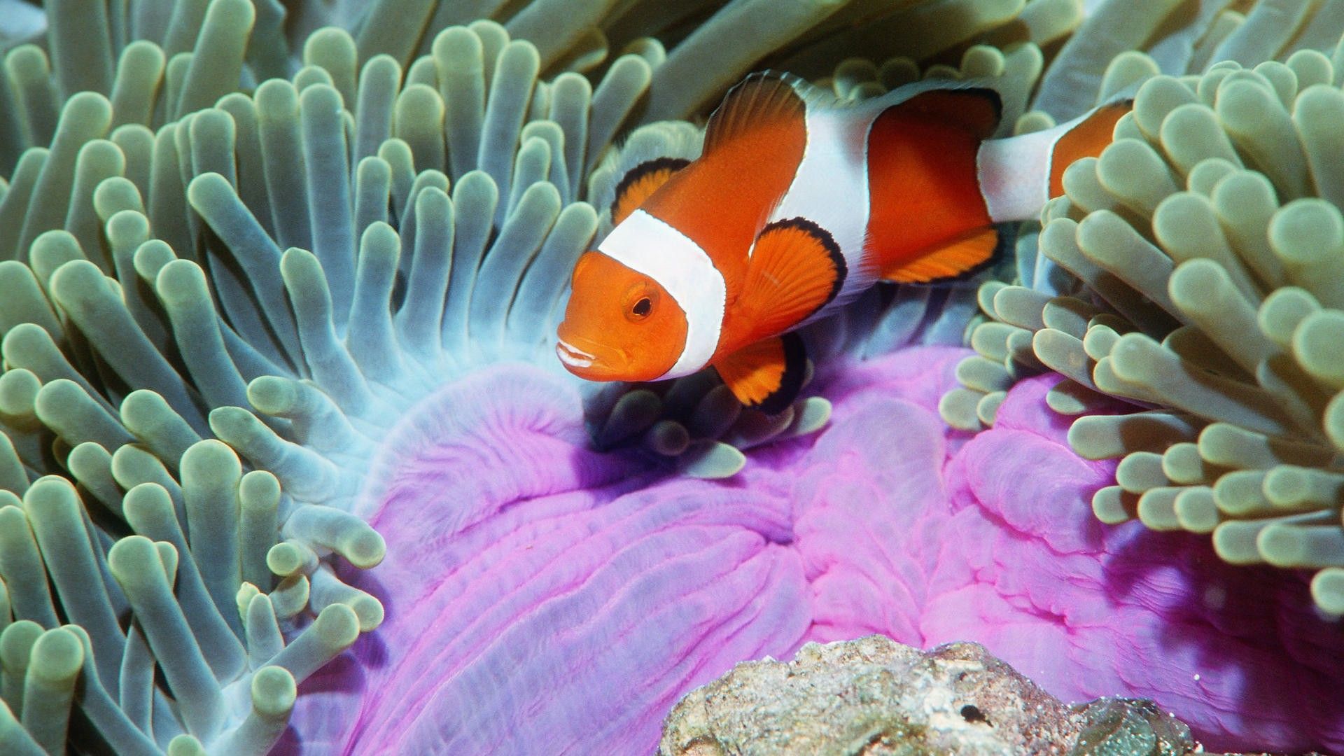 Clown Fish White Blue Ocean Water Pink Coral Nature Animal Orange ...