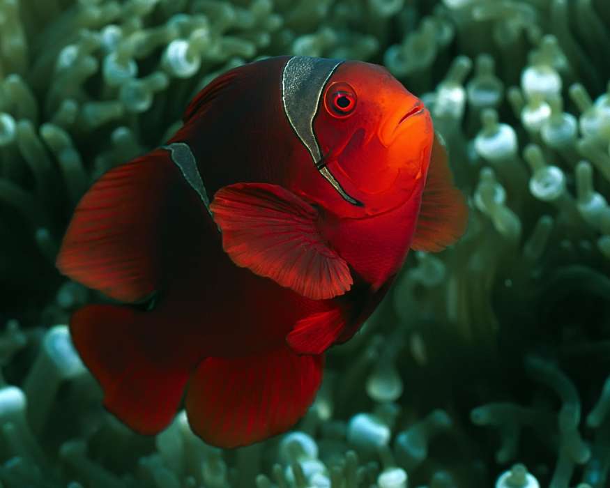 Download mobile wallpaper: Animals, Fishes, Clown fish, free. 8928.