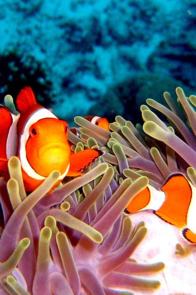 SuperHD.pics: Animals clownfish coral reef fish underwater desktop ...