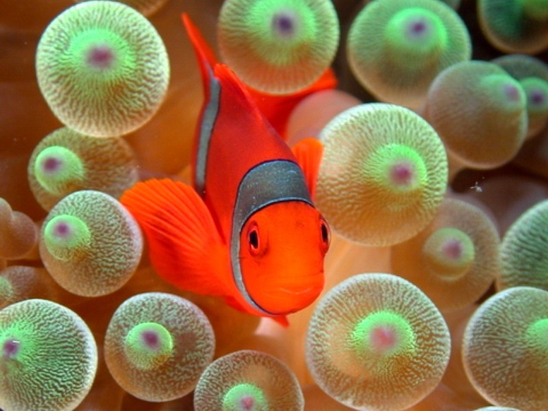 Fish: Clown Fish Beautiful Picture Wallpaper Pictures HD for HD 16 ...