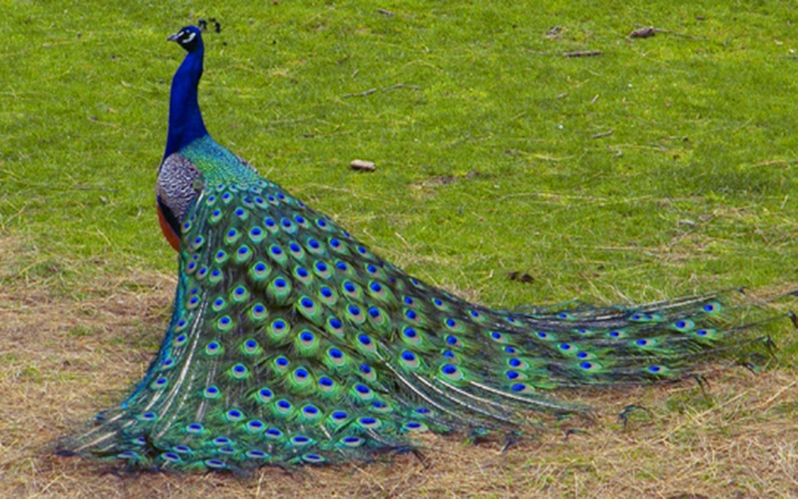 Bird Wallpapers | Free Download Beautiful Colorful HD Desktop Images
