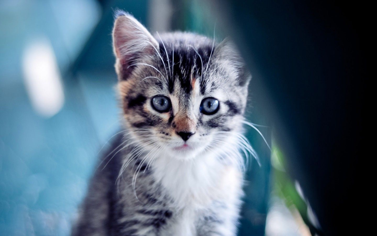 Desktop wallpaper download HD cat 49616 - Kitty - Animal
