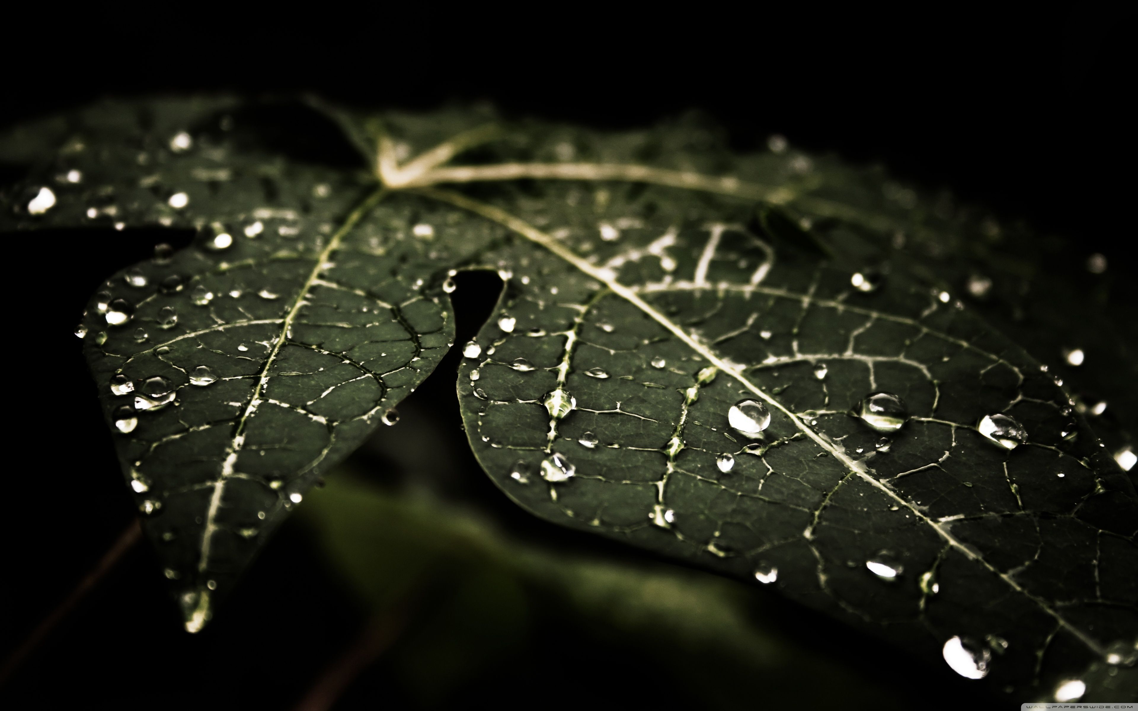 Leafy droplets-wallpaper-3840x2400 wallpaper | 3840x2400 | 231870 ...