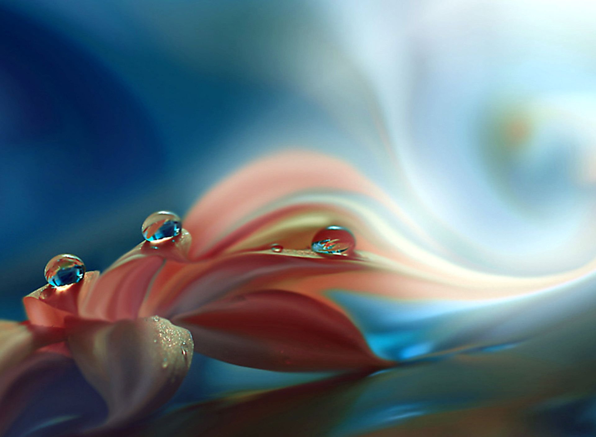 Flowers Droplets Wallpapers HD Pictures | One HD Wallpaper ...