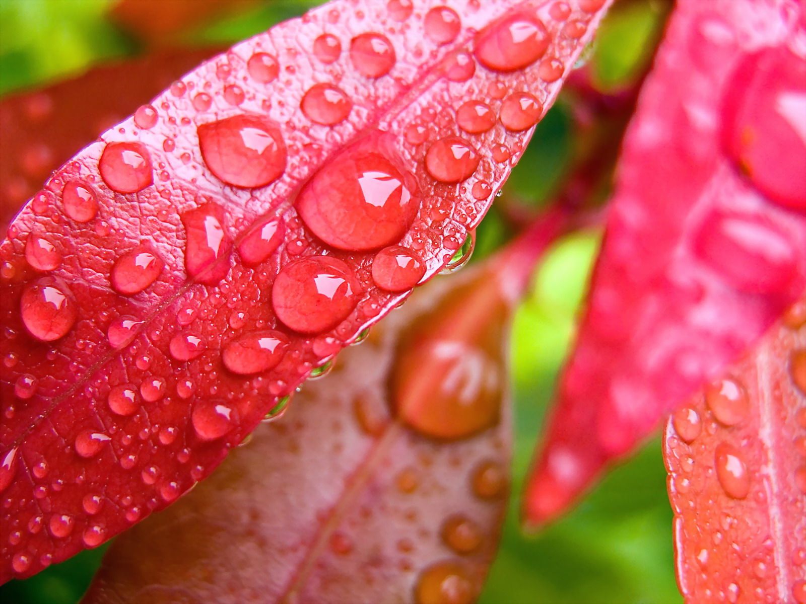 Water Drops on Leaves Wallpapers | HD Wallpapers