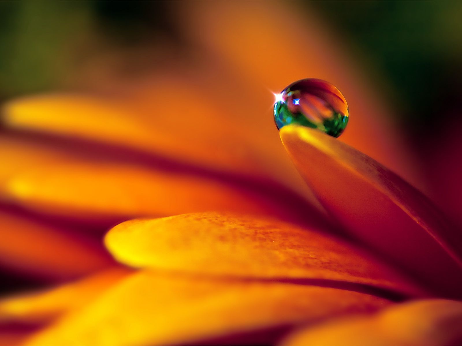 Flowers Droplets Wallpapers HD Pictures One HD Wallpaper