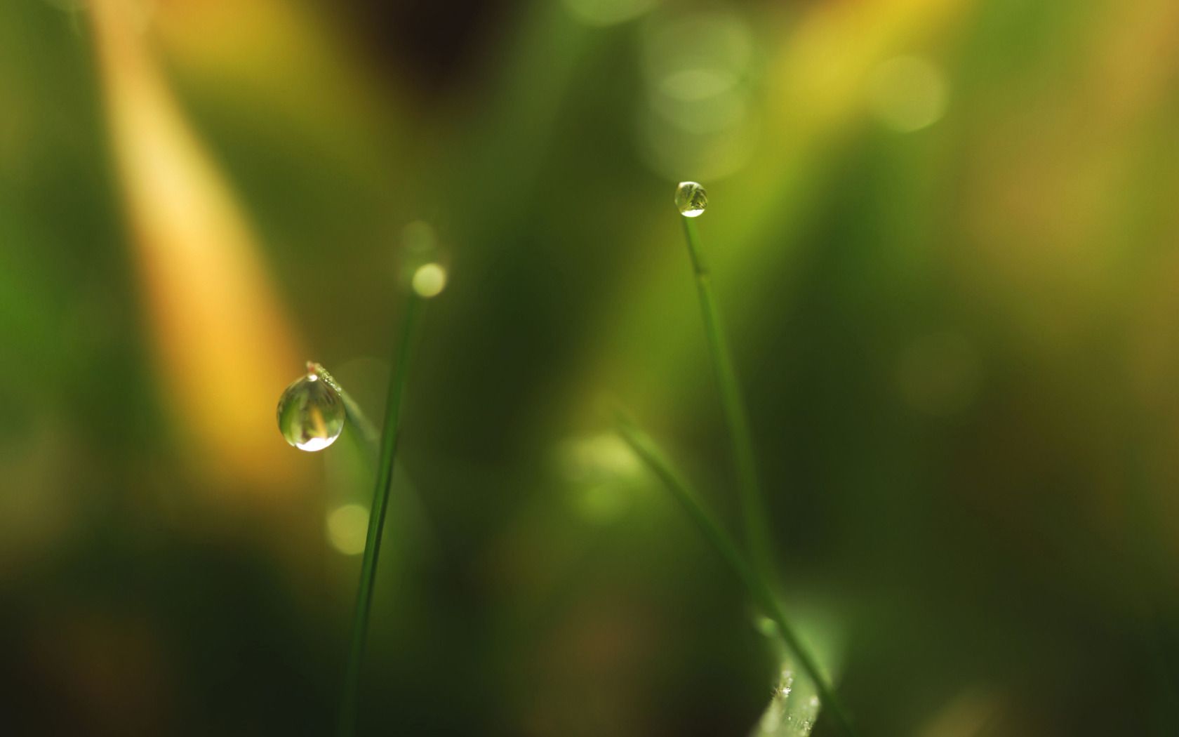 Macro Green Grass and Water Droplets widescreen wallpaper | Wide ...