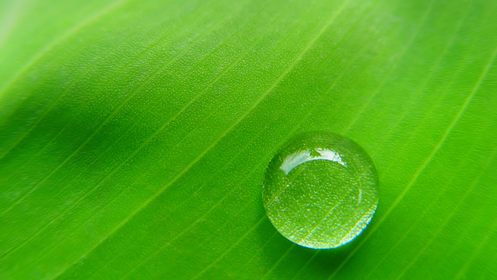 Macro crystal droplets 2 wallpapers, Green Backgrounds, Pictures ...