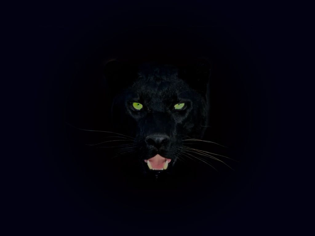 Black Panther, Animals, HD wallpaper | Wallpaperbetter