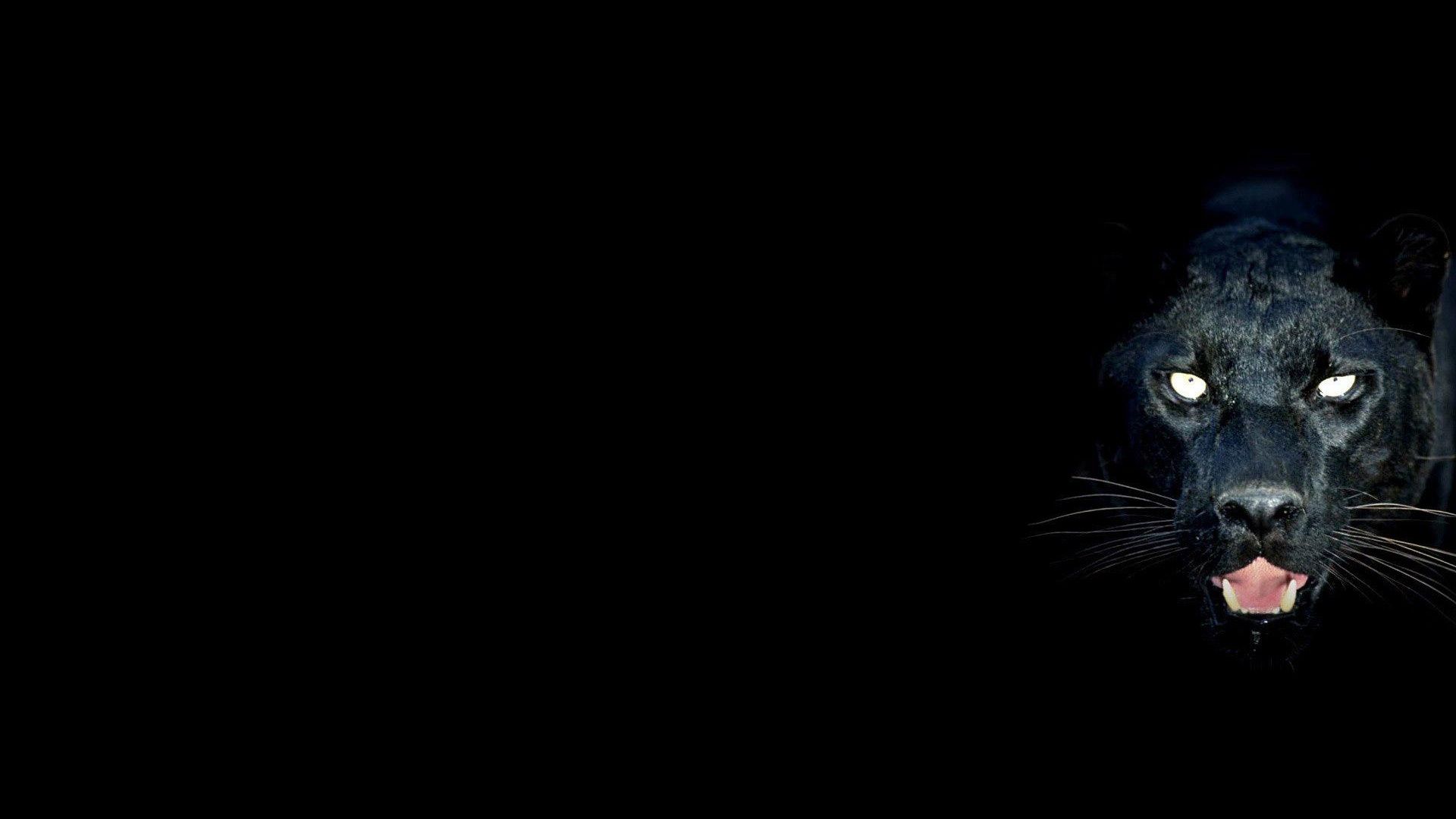 Black Panther Desktop Wallpaper, Black Panther Images, New Backgrounds