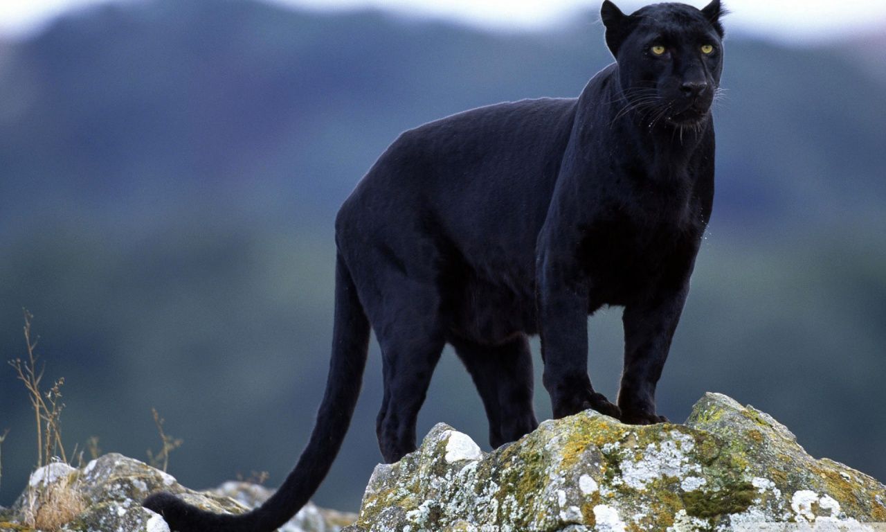 Black Panther HD desktop wallpaper : Widescreen : High Definition ...