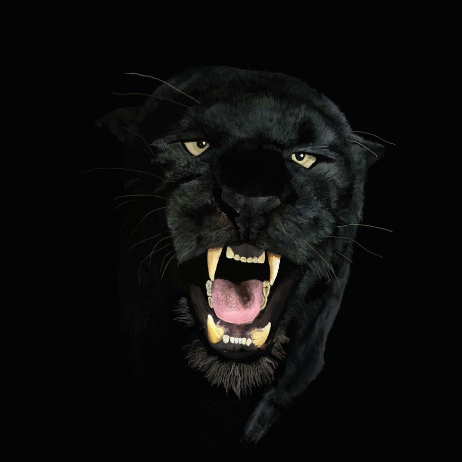 Black Panthers Wallpapers Group 70
