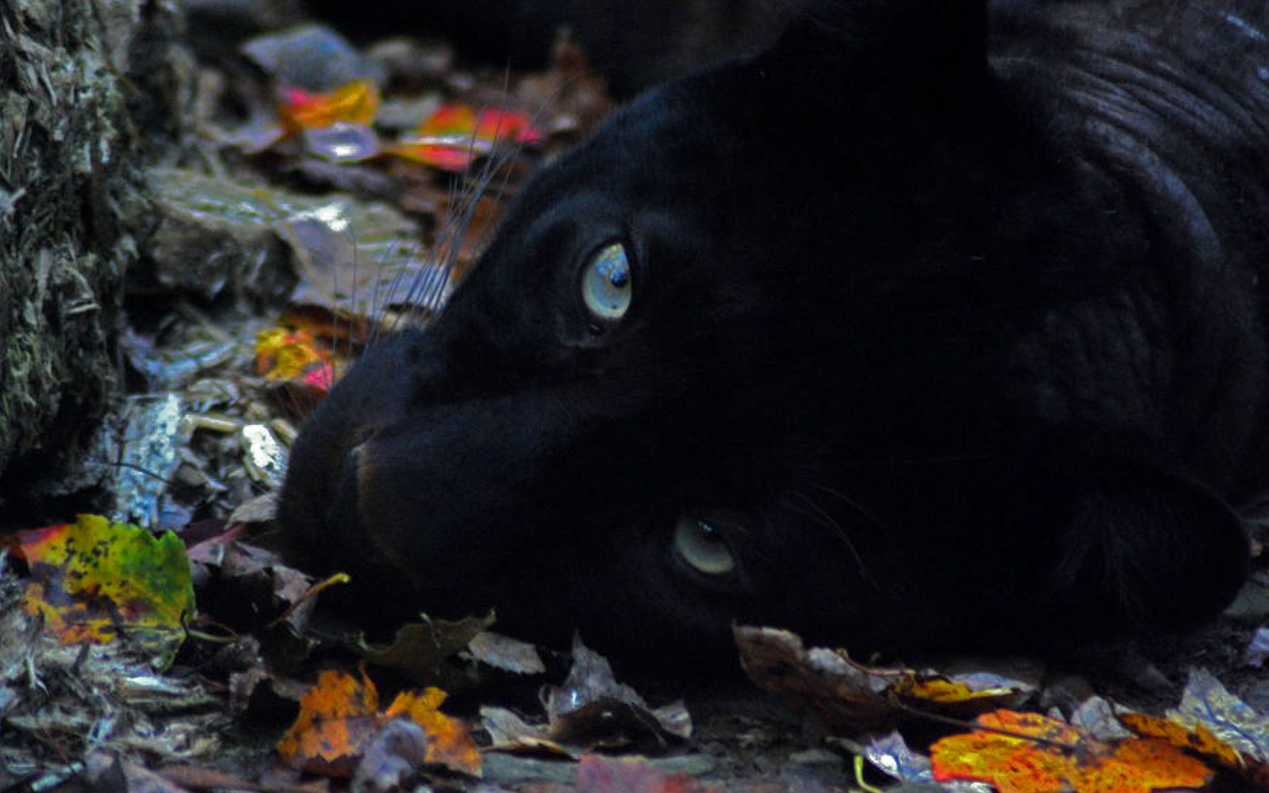 IMAGE | black jaguar animal wallpaper hd