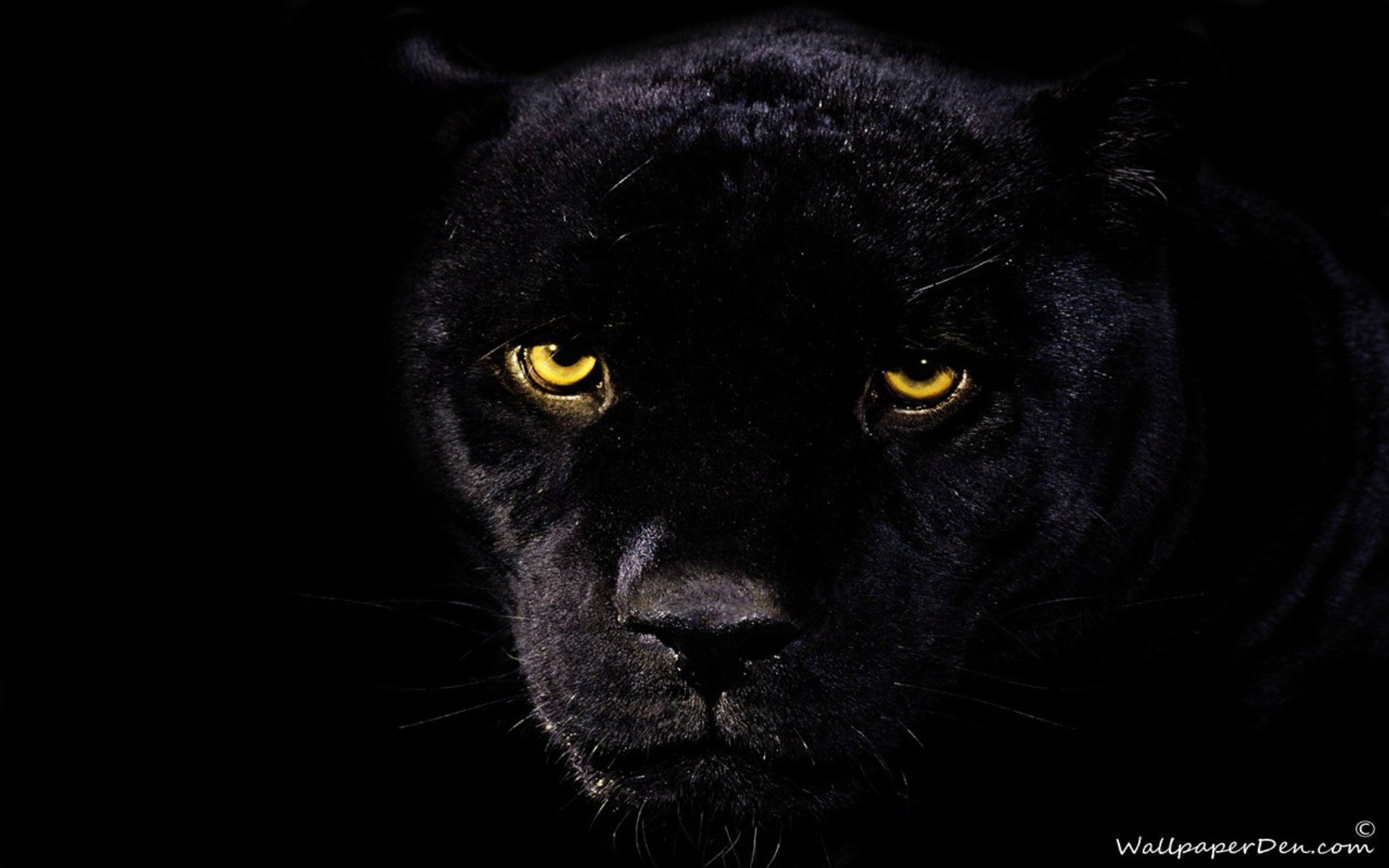 Black Panther HD wallpaper 1920x1200