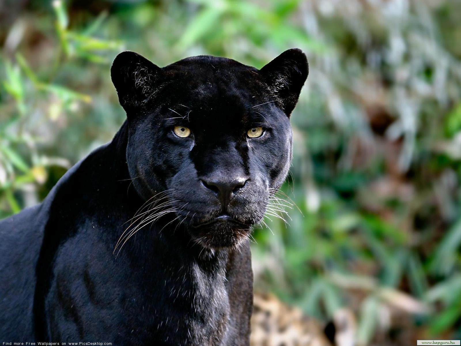 Black panther - Wild Animals - Free Desktop Wallpaper picture #46