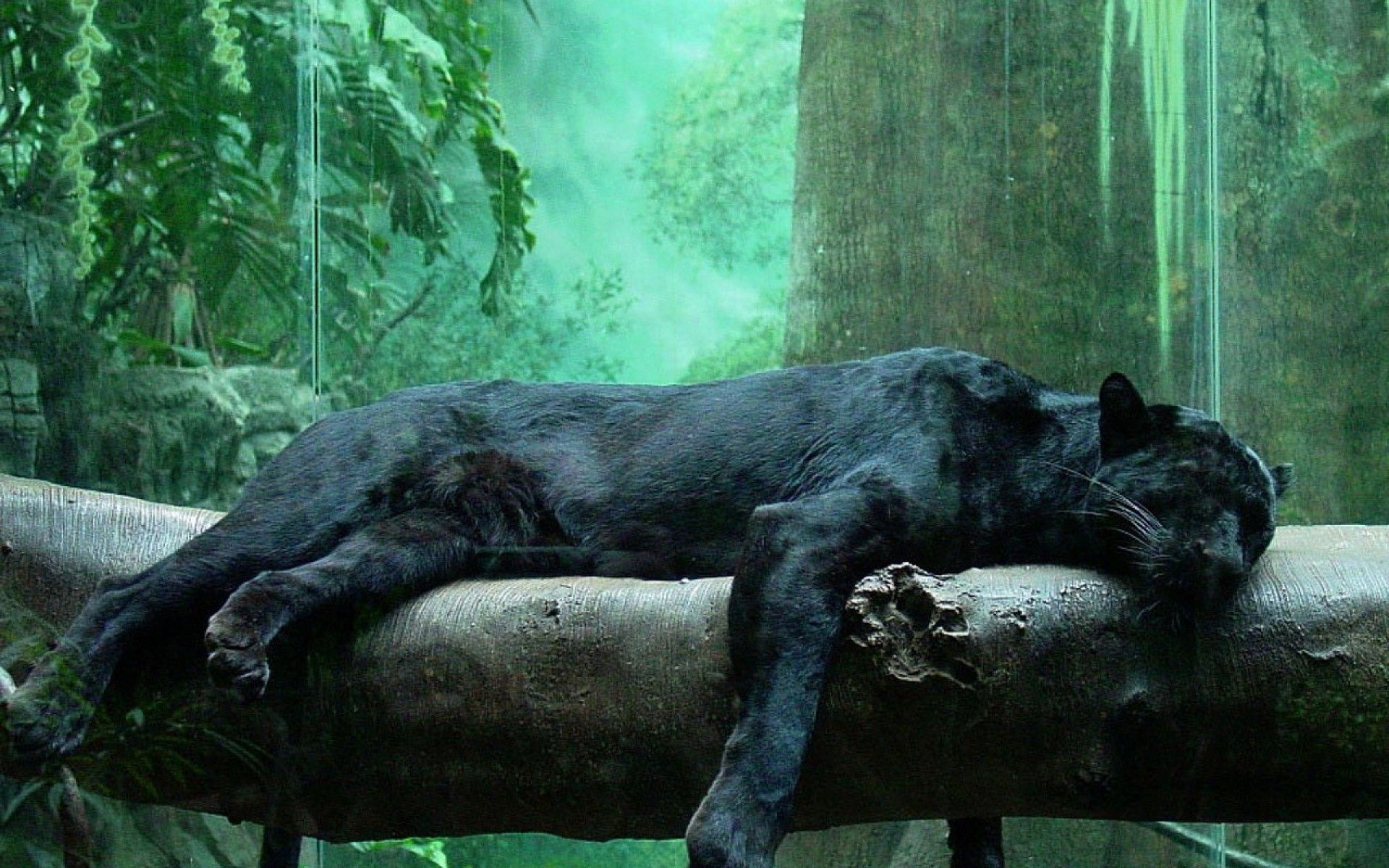 Black Panther HD Wallpaper | Black Panther Images | Cool Wallpapers