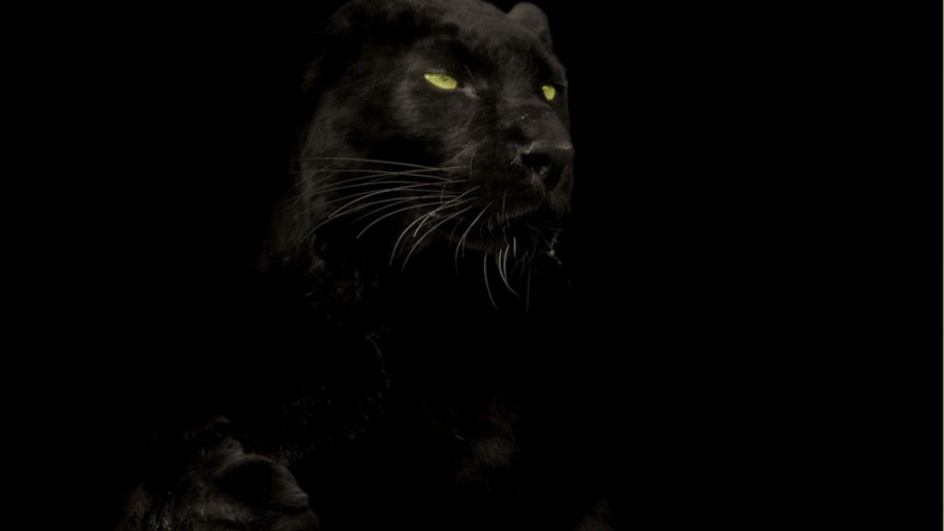 Wallpaperres.com | Black Panther Big Cat Wallpaper HD 02