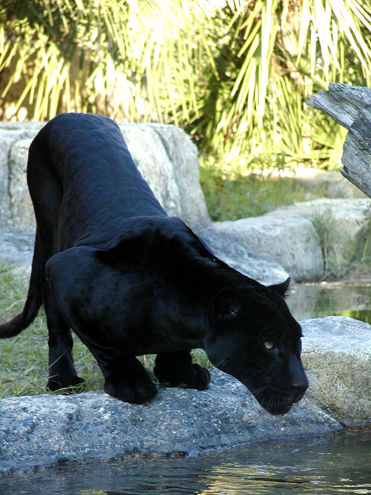 Black Panther Animal - Bing images