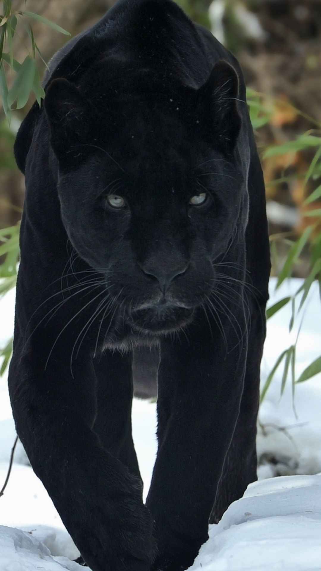Black Panthers Wallpapers Group (70+)