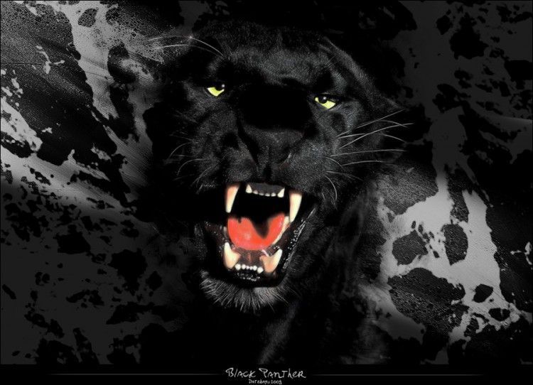 Wallpapers Digital Art Wallpapers Animals Black Panther by