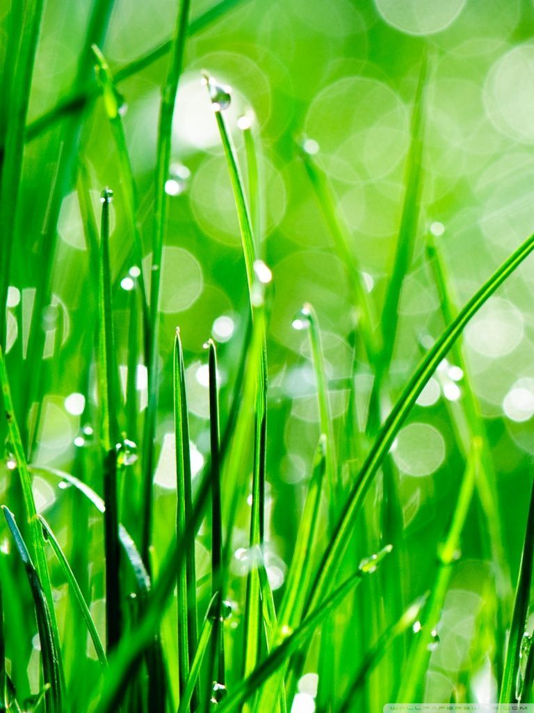 Water Drops On Grass HD desktop wallpaper : High Definition ...