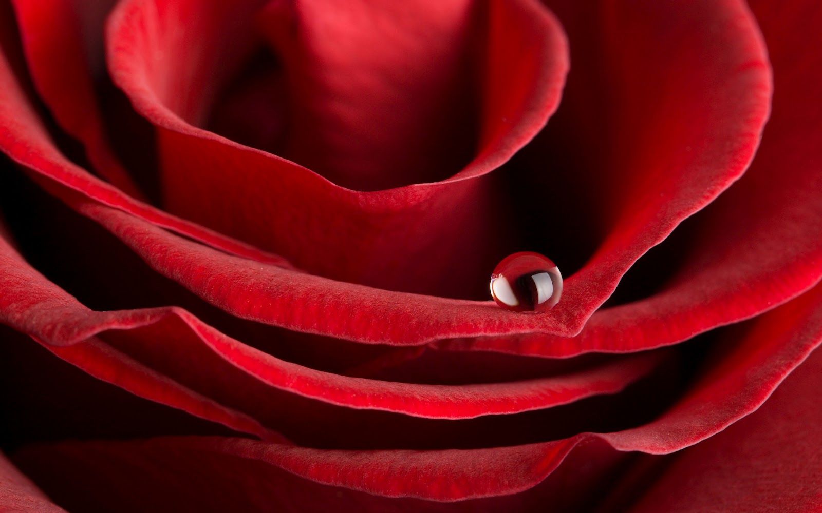 Valentine's day romantic rose HD desktop wallpapers free download ...