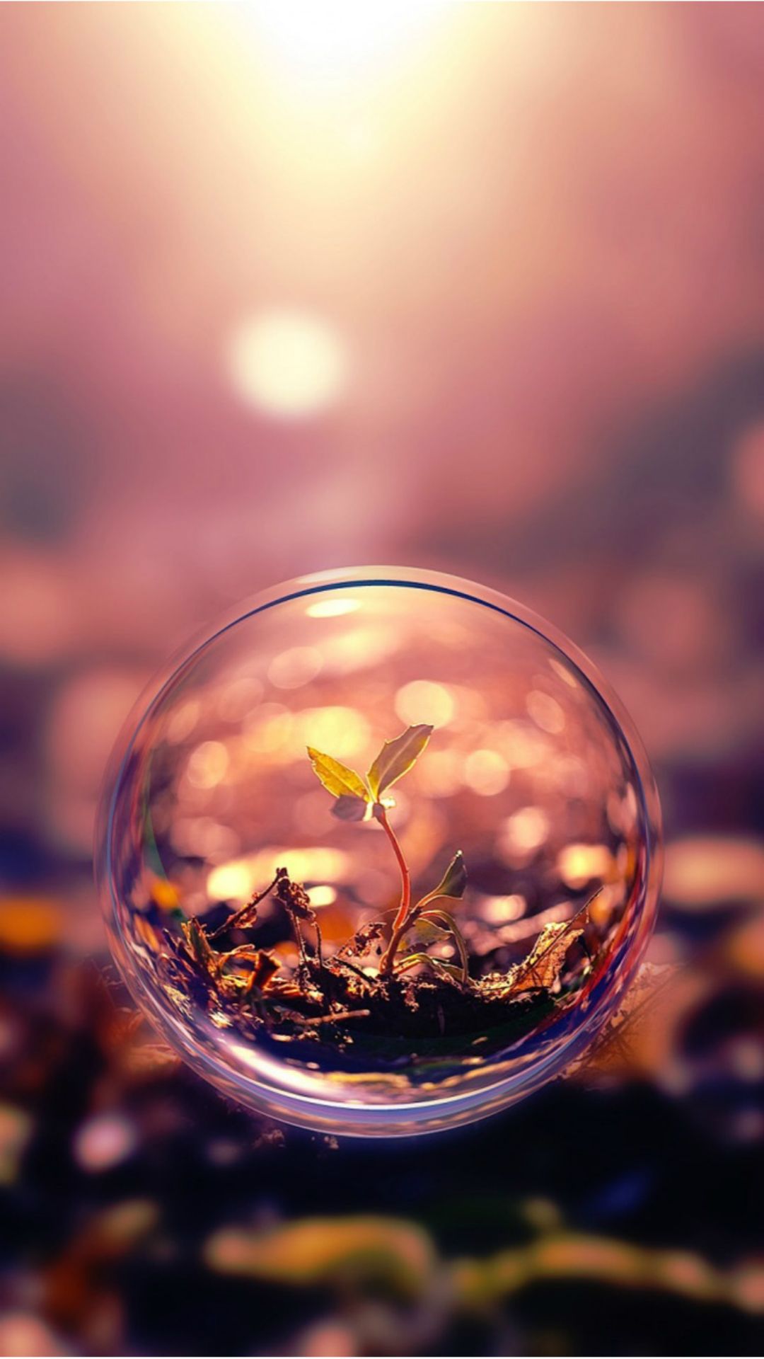 Beautiful Macro Photography Plant Water Bubble iPhone 6 Wallpaper ...