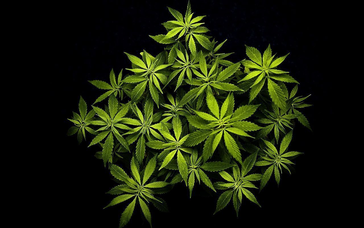 IMAGE | marijuana plants wallpaper