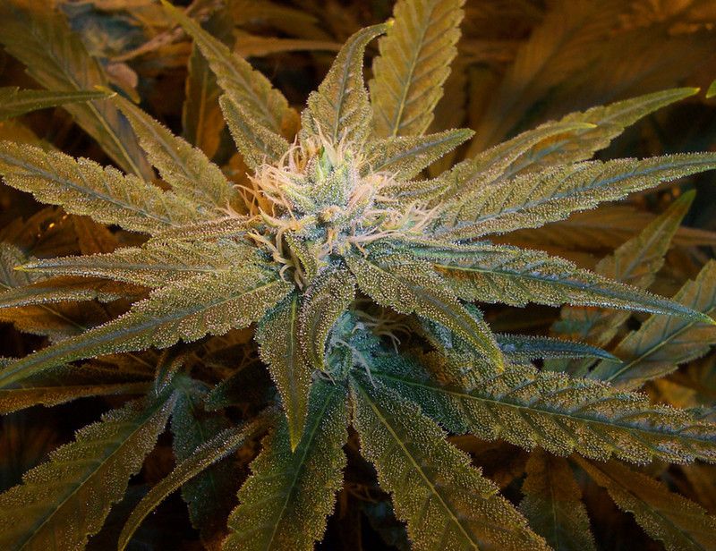 IMAGE marijuana plants wallpaper