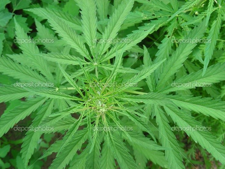 IMAGE | marijuana plants wallpaper