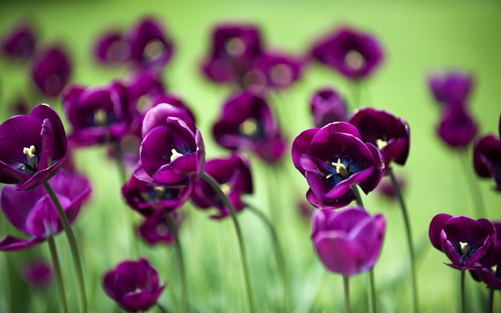 Flowers, tulip pot, Netherlands, plant, macro, purple, hd, wallpaper