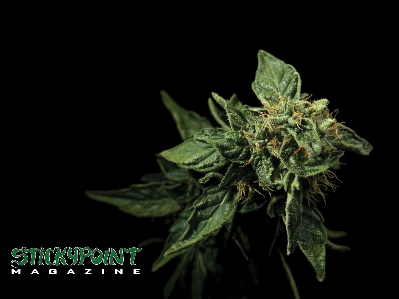 Marijuana plant wallpaper - pixbim.com